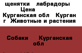 щенятки - лабрадоры › Цена ­ 10 000 - Курганская обл., Курган г. Животные и растения » Собаки   . Курганская обл.